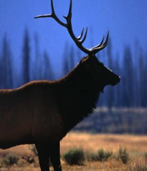 Voyage sur-mesure, Jackson Hole